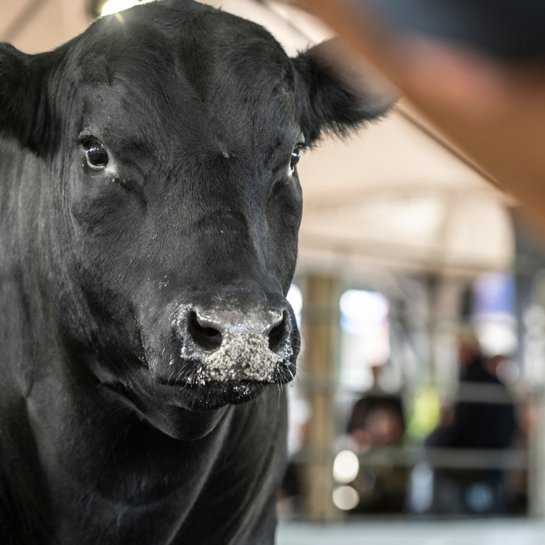 Foto atrelada à notícia de título: "Arena dos Campeões aproxima público das técnicas de seleção animal durante a Fenagen"