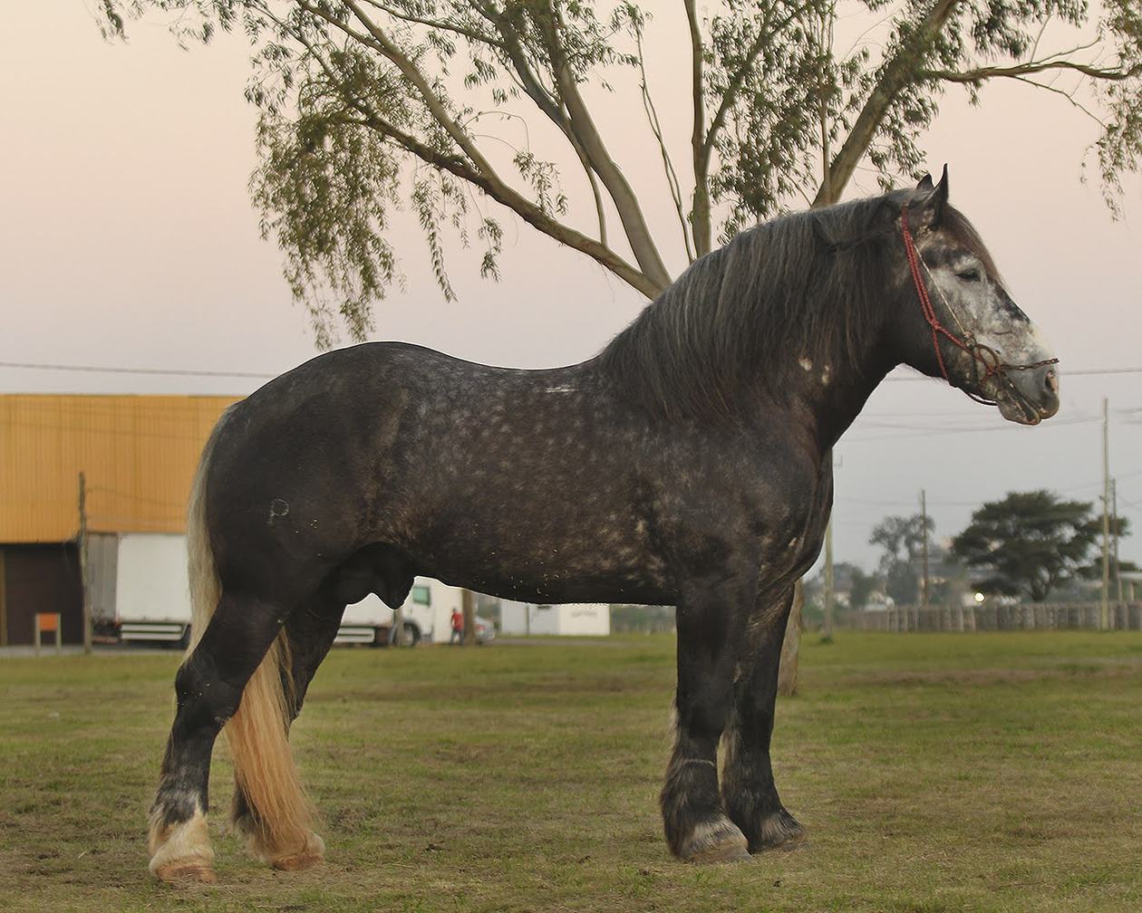 legacy-galeria-foto-472