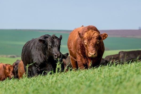 ALTA RESOLUCAO-GRO_0119 -  Bco Imagens ANGUS - Foto Gabriel Olivera_Agência El Campo - Cab Soldera 05-2018