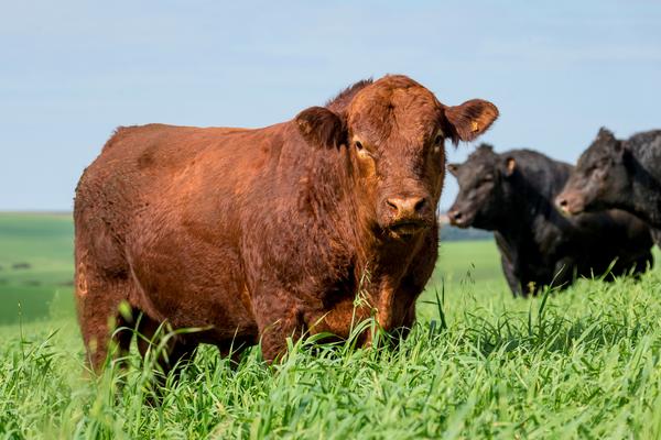 ALTA RESOLUCAO-GRO_0270 -  Bco Imagens ANGUS - Foto Gabriel Olivera_Agência El Campo - Cab Soldera 05-2018
