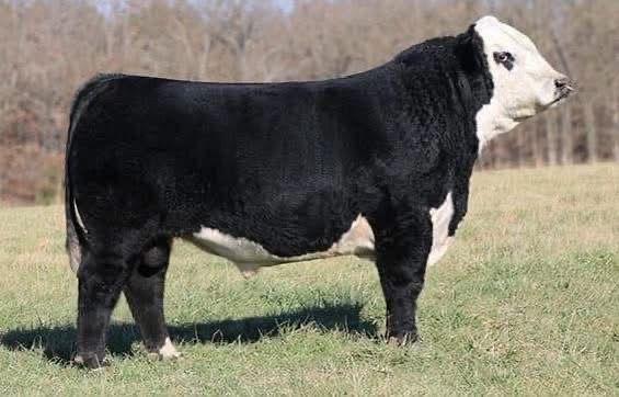 BLACK HEREFORD1
