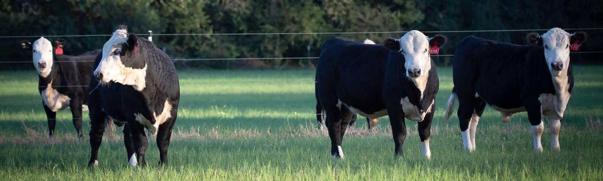 BLACK HEREFORD2