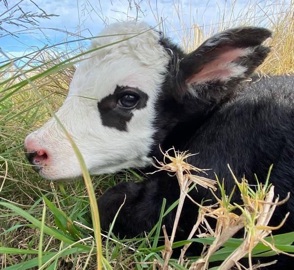 BLACK HEREFORD3