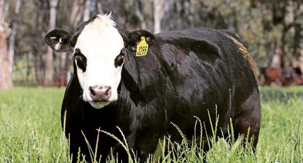 BLACK HEREFORD4