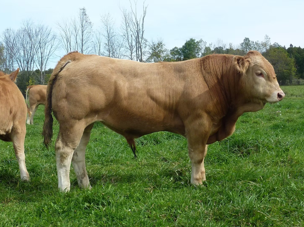 BLONDE D’AQUITAINE1