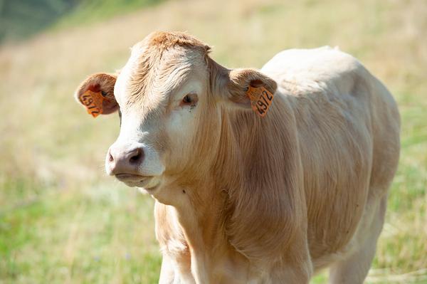 BLONDE D’AQUITAINE2
