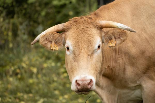 BLONDE D’AQUITAINE5