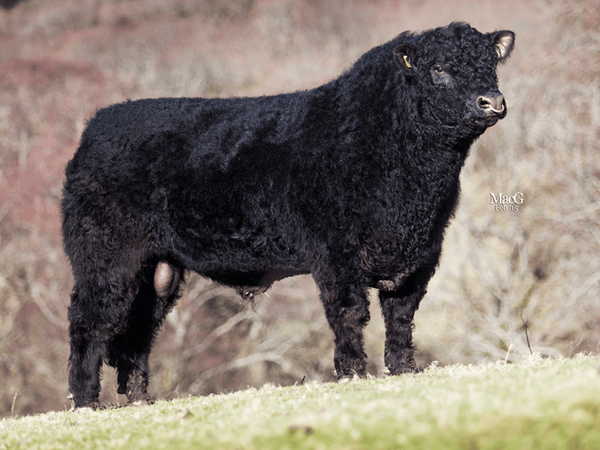 GALLOWAY1