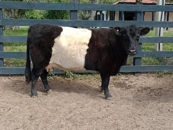 GALLOWAY2