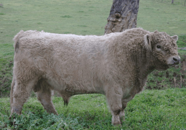 GALLOWAY6