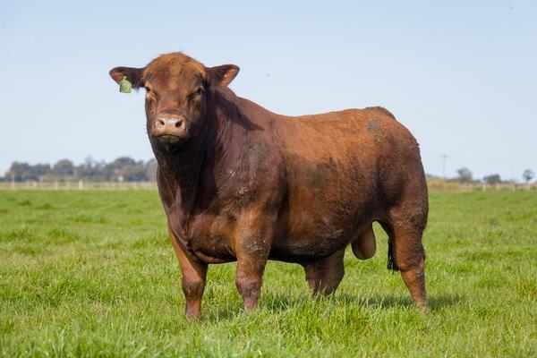 GRO_5643 - Banco de imagens ANGUS - TRADIÇÃO - Foto Gabriel Olivera_Ag El Campo 2020