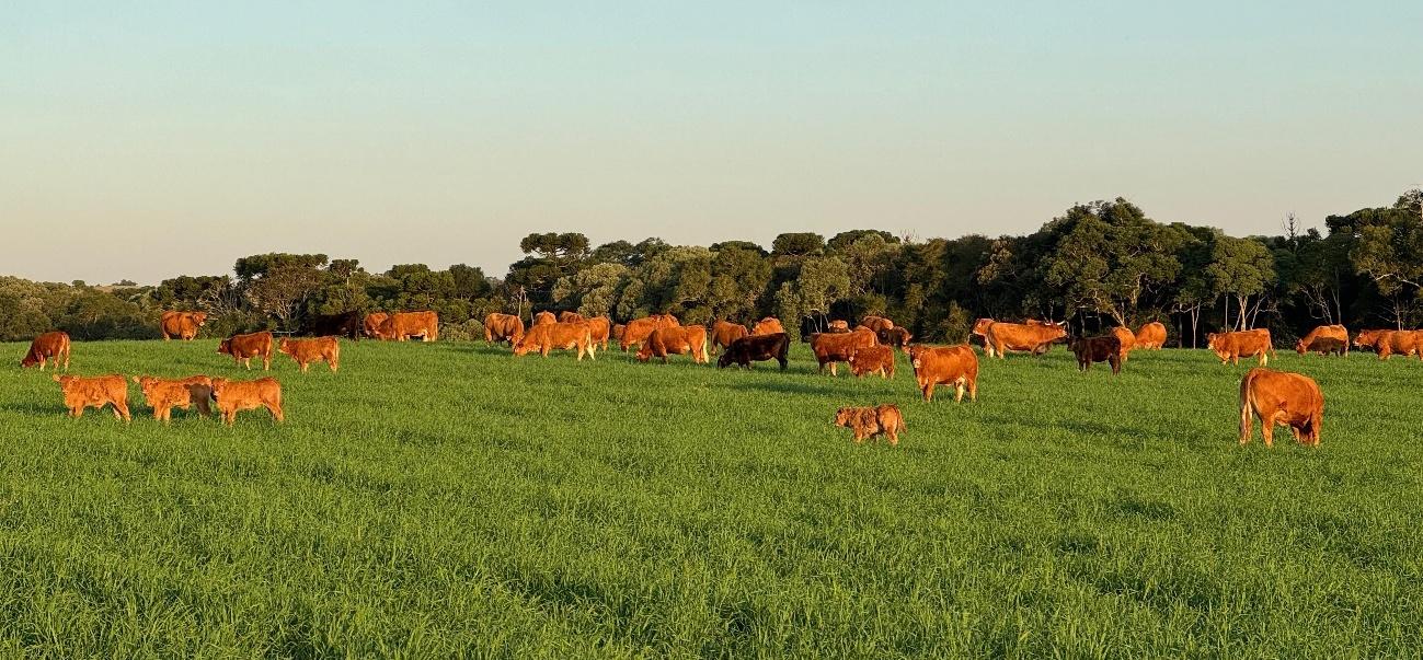 Limousin1