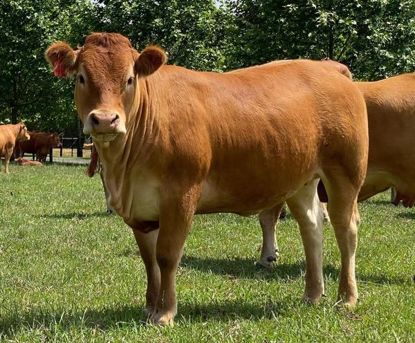 Limousin2