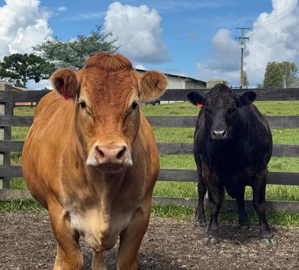 Limousin3