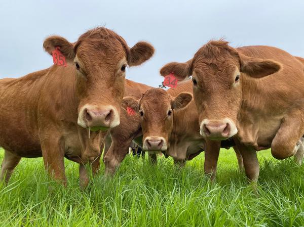 Limousin4