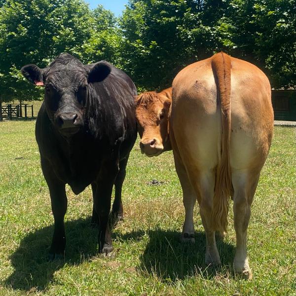 Limousin5