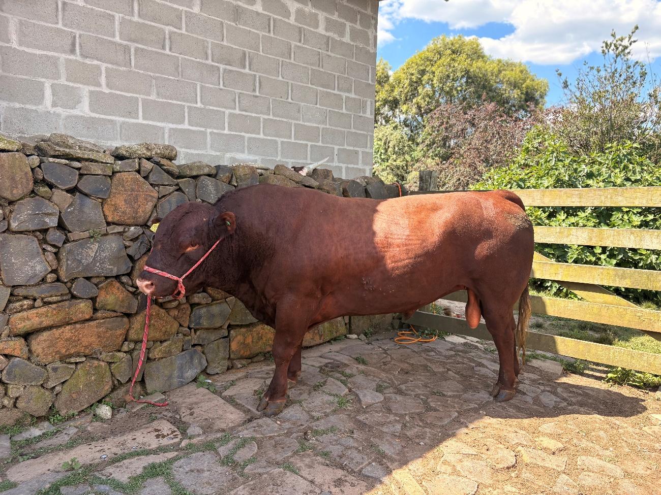 RED POLL3