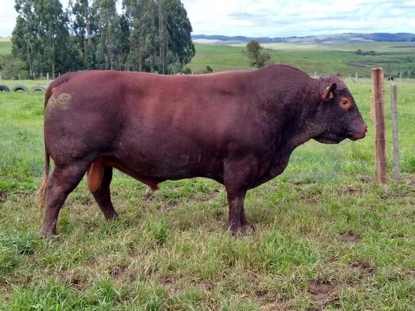 RED POLL4