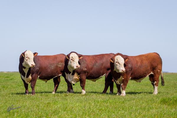 hereford-2