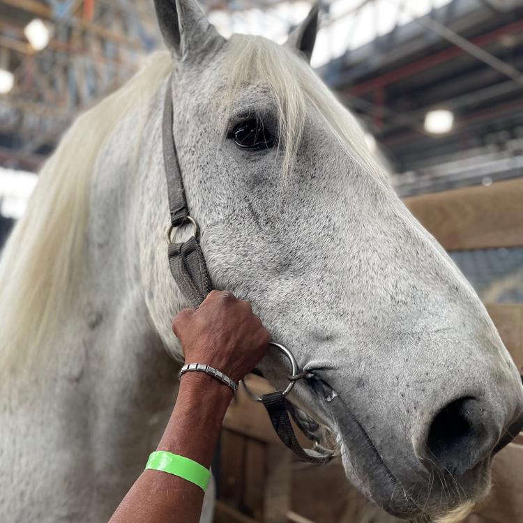 Percheron projeta aumento de registros de animais no país - Imagem