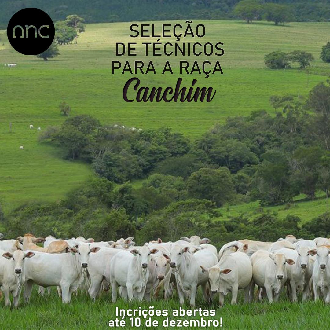 ANC abre Seleção para Técnicos da raça Canchim - Imagem