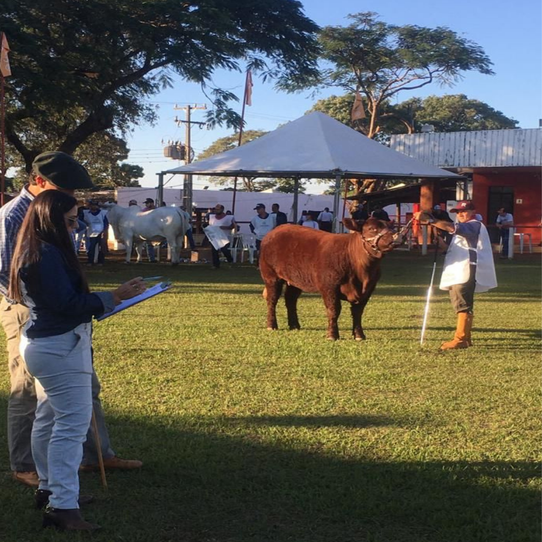 ANC participa da Expoingá no Paraná - Imagem