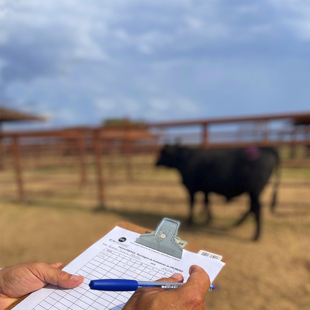 Número de animais avaliados no Promebo cresce 7% em 2022 - Imagem