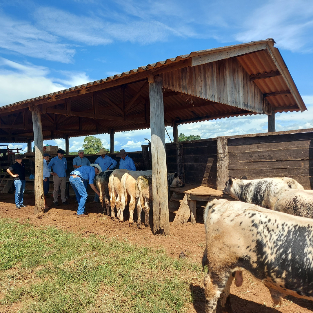 Raça Speckle Park tem novo técnico em Goiás - Imagem