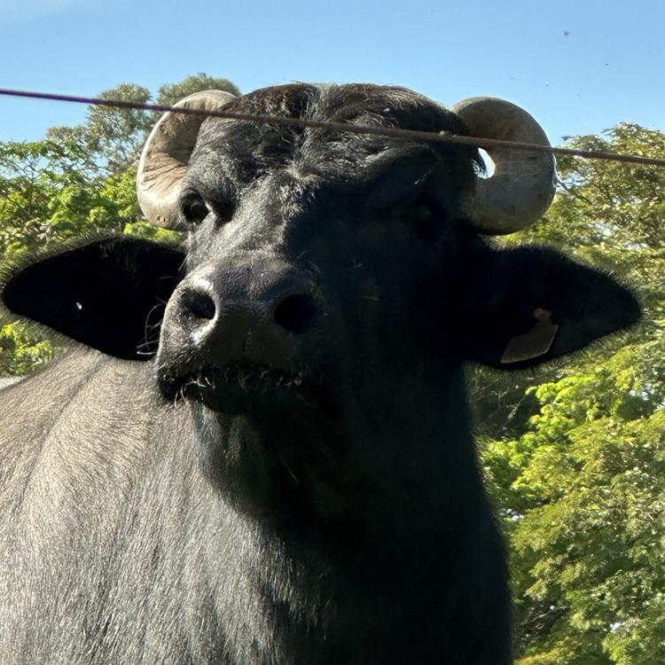 ANC assume registro de bubalinos no Brasil - Imagem