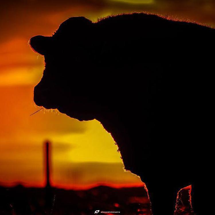 Animais devem apresentar avaliação genética para participarem da Fenagen Promebo - Imagem