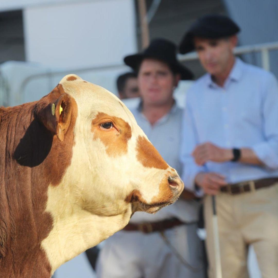 Cabanhas gaúchas e catarinenses se alternam em julgamento das raças Hereford e Braford - Imagem