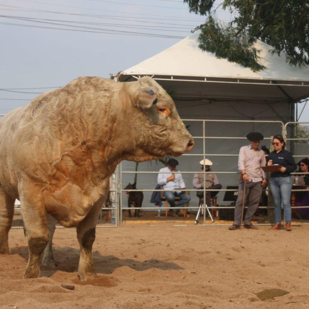 Charolês entra em pista na 1ª Fenagen e elege melhores exemplares da raça na Feira - Imagem