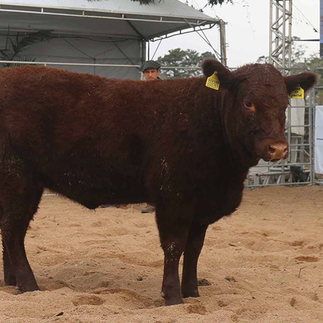 Raças Devon e Bravon definem campeões da 1ª Fenagen - Imagem
