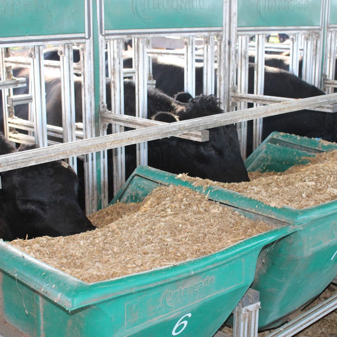 Publicadas novas DEPs de eficiência alimentar para touros Angus - Imagem