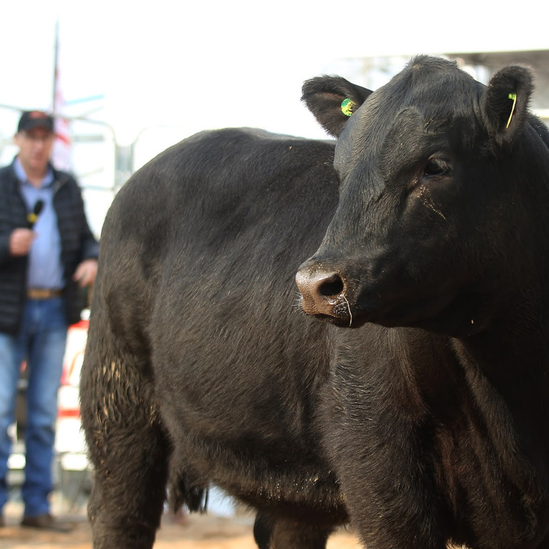 Programação da 2ª Fenagen Promebo vai contar com palestras e julgamento de animais - Imagem