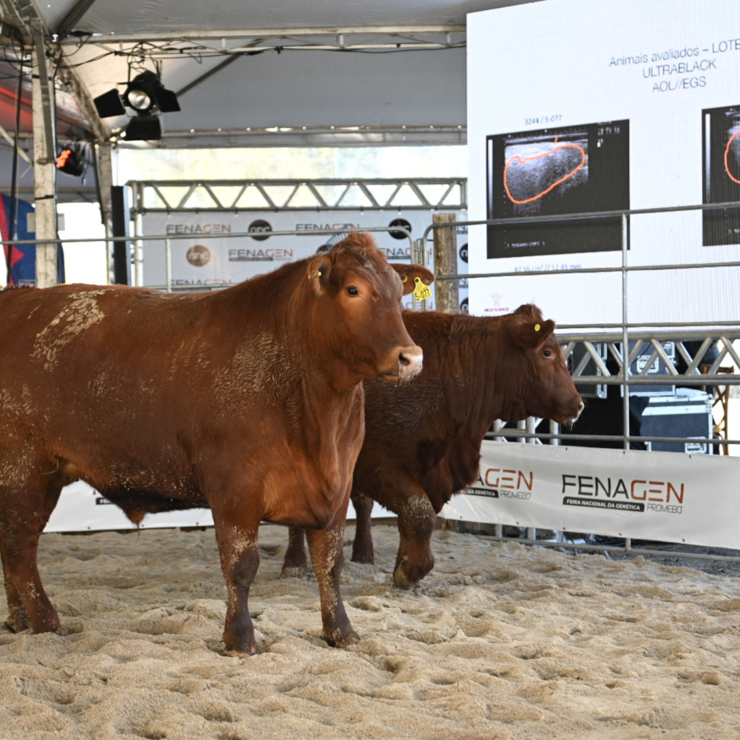Fenagen Promebo abre com foco em seleção genética e futuro da carne gaúcha - Imagem
