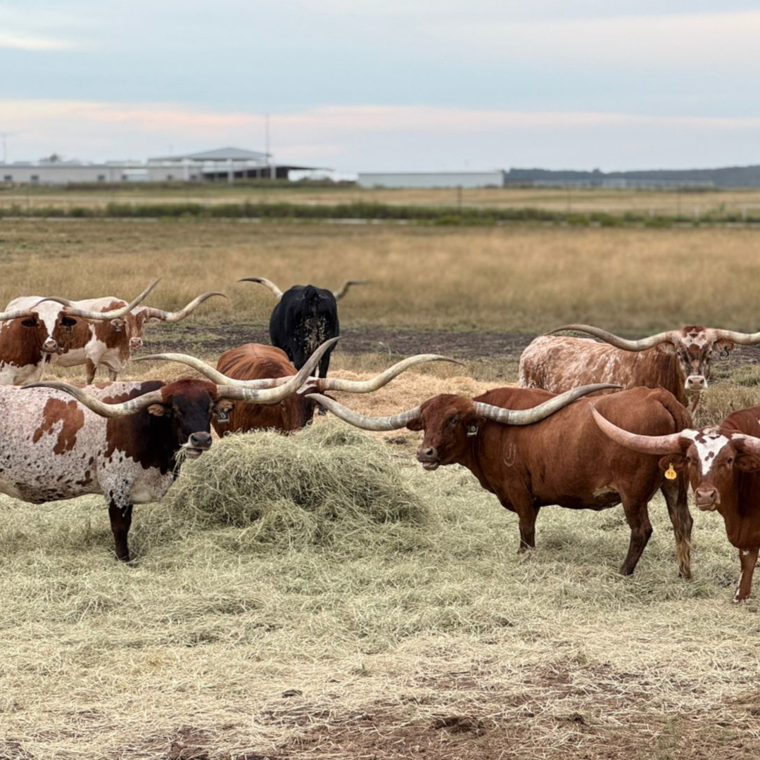 Texas Longhorn registra crescimento de 360% e consolida expansão no Brasil - Imagem