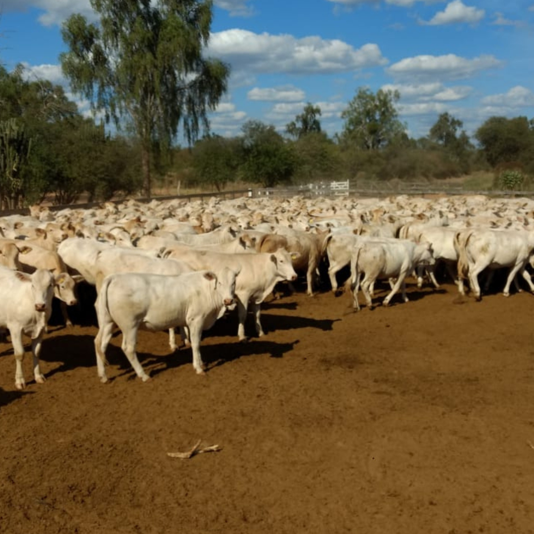 Cruzamento de raças leiteiras com Canchim ganha selo para identificação no mercado - Imagem