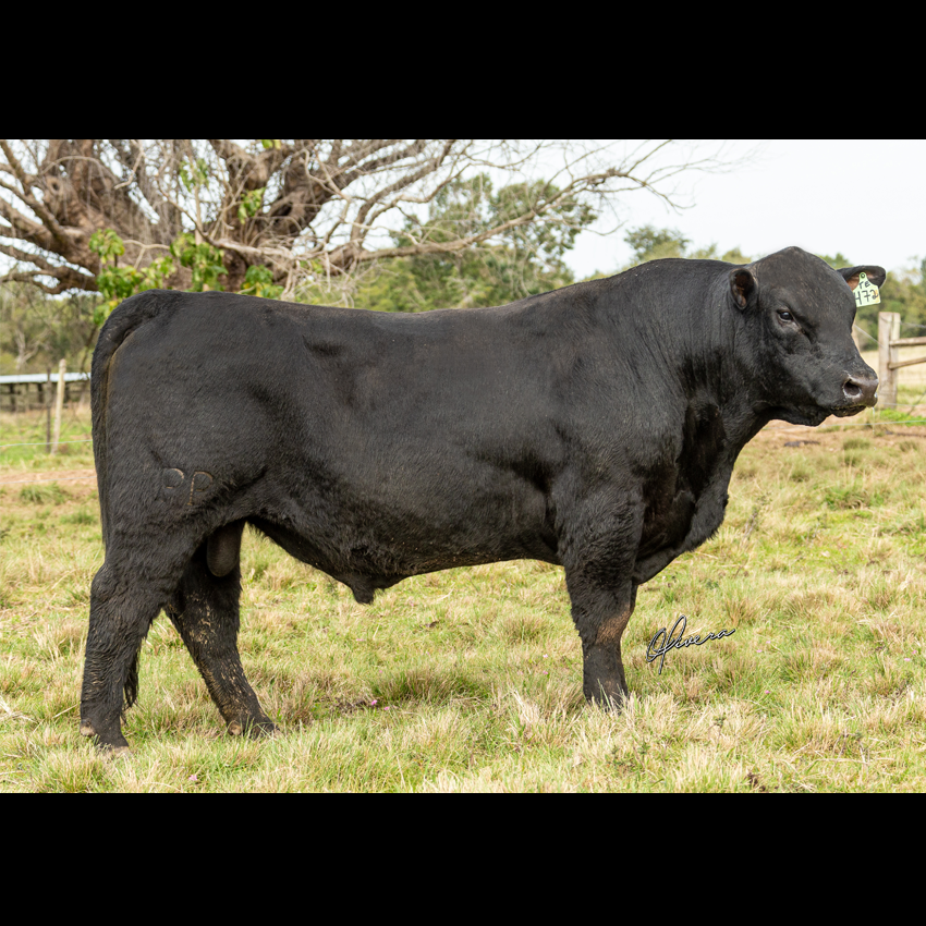 Tólio’s Farm e RPK Genética conquistam prêmios nacionais na Angus - Imagem