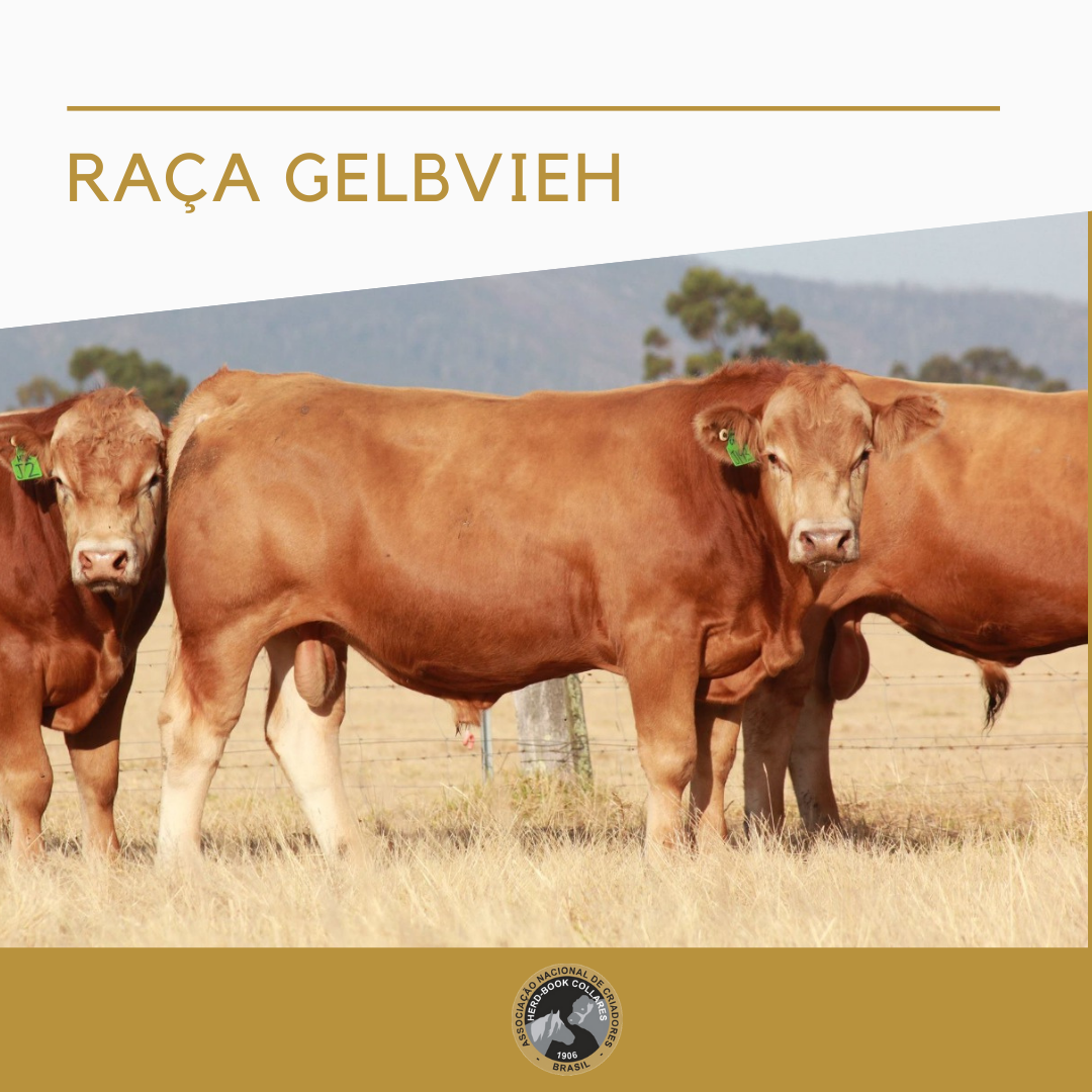 Raça Gelbvieh - Imagem