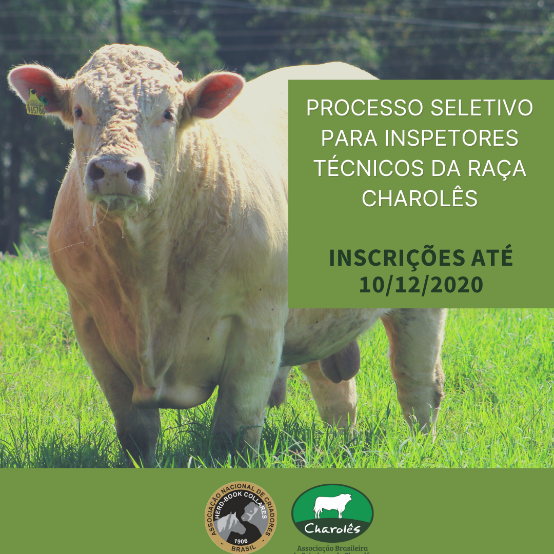 ANC abre processo seletivo para Inspetores Técnicos da raça Charolês - Imagem