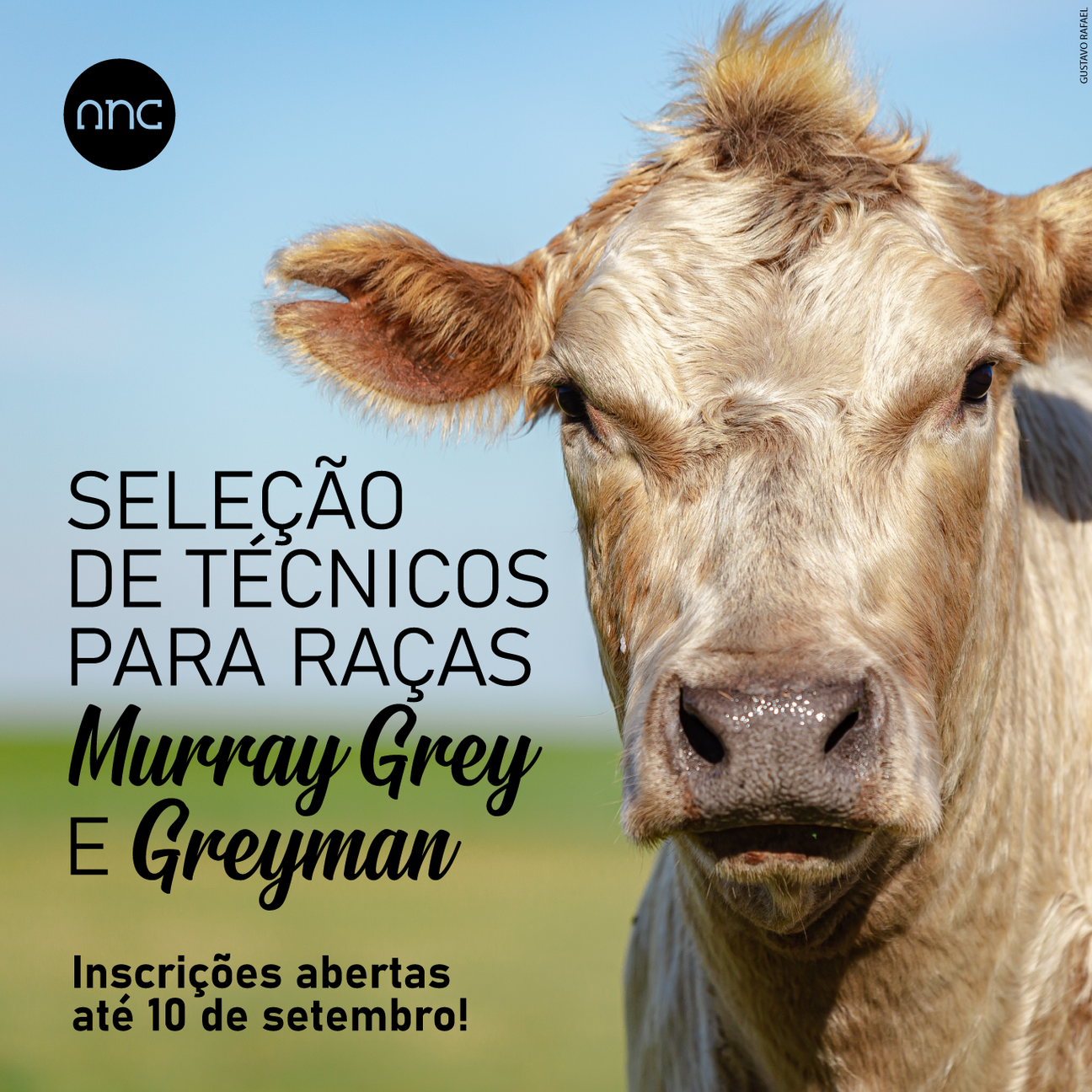 ANC seleciona inspetores para raças Murray Grey e Greyman - Imagem