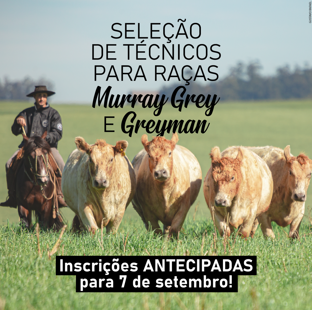 ANC antecipa seleção de inspetores técnicos das raças Murray Grey e Greyman - Imagem