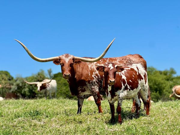 texas-longhorn-2