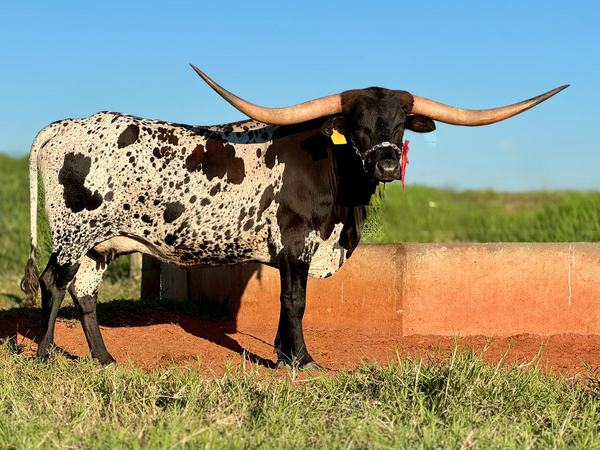 texas-longhorn-3