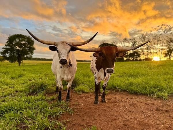texas-longhorn-4