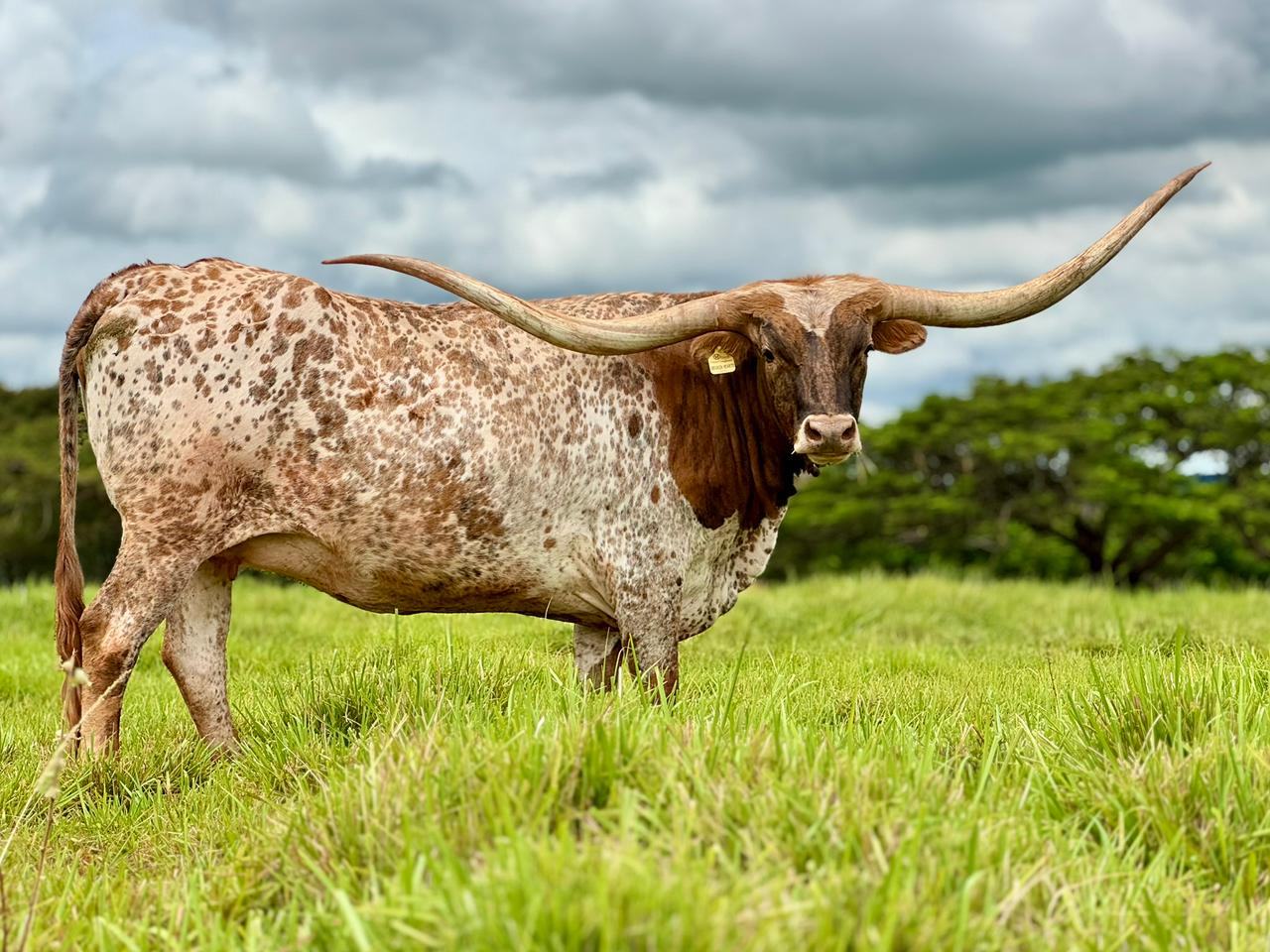 texas-longhorn